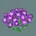 Crocuses